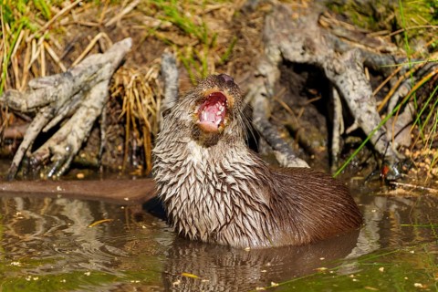 An otter with its mouth open showing a gap in its teeth as it stands curiously in the water,