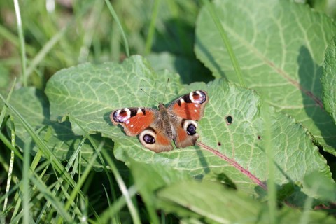 Butterfly, peacock butterfly (Aglais io), red, spread wings, leaf, The peacock butterfly is very