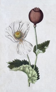 Opium poppy, poppy (Papaver), opium, hand-coloured copperplate engraving from Friedrich Justin