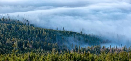 View from the summit of the Dreisesselberg (1333m) over forest and sea of fog, inversion weather,