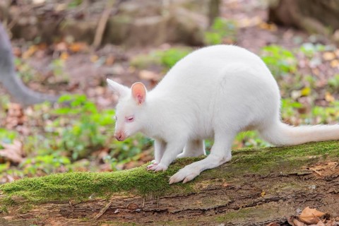 An albino red-necked wallaby or Bennett's wallaby (Macropus rufogriseus) sits on a rotting,