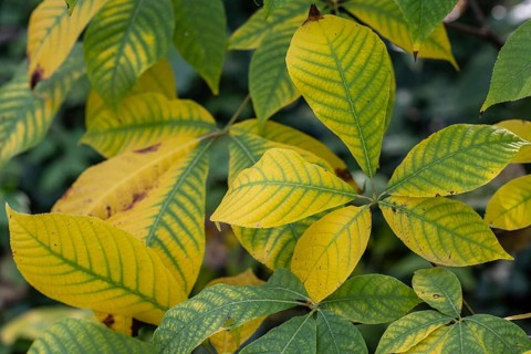 Shrub chestnut (Aesculus parviflora, autumn foliage, Speyer, Rhineland-Palatinate, Germany