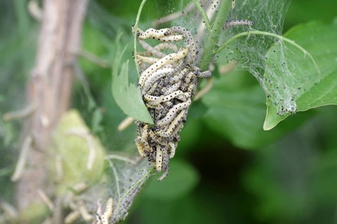 Spider moth (Yponomeutidae), caterpillars, butterfly, many, Germany, The larvae of the spider moth
