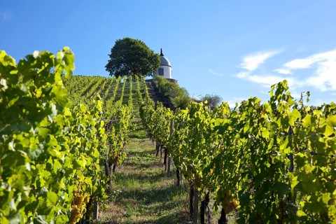 Vineyards of Schloss Wackerbarth looking on the Jacobstein pavillion, Radebeul, Saxon Elbe, Saxony,