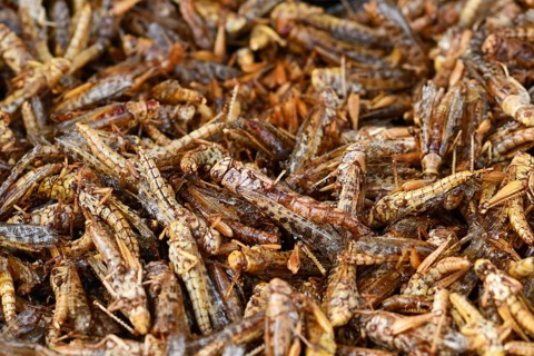 Close up of many grilled thai food grasshoppers