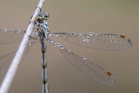 Lestes virens (Lestes virens), Emsland, Lower Saxony, Germany