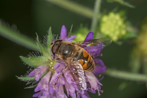 View of the male of a pseudo-bee hawk-moth (Eristalis tenax) on a forest widow flower (Knautia
