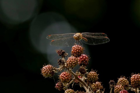 Common darter dragonfly (Sympetrum striolatum) adult insect resting on blackberries fruit in