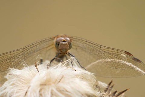 Common darter dragonfly (Sympetrum striolatum) adult insect resting on a flower seedhead in summer,