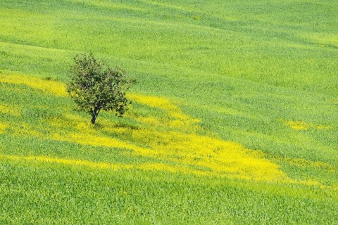 Mulberry tree (Morus) in a field with flowering yellow broom (Genista tinctoria), Tuscany, Italy