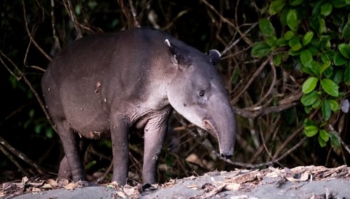 Baird's tapir (Tapirus bairdii), juvenile, in the rainforest, Corcovado National Park, Osa,