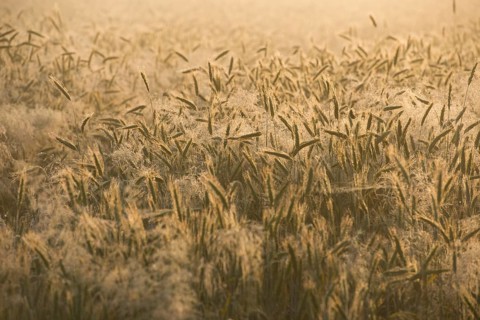 Barley (Hordeum vulgare), ears with morning dew, Thuringia, Germany
