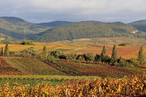 Vineyards in autumnal colours 2022 near Landau in der Pfalz, Southern Wine Route, Palatinate