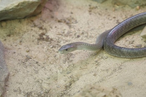 Black mamba (Dendroaspis polylepis), on sandy ground between rocks, captive, venomous snake,