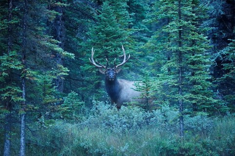 Elk (Cervus canadensis) in the pine forest, Banff National Park, Alberta Province, Canada