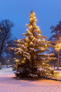 Christmas tree in front of the town hall, in the background a star tree in front of the Karrasburg