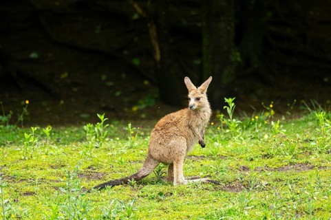 Eastern grey kangaroo (Macropus giganteus) on a meadow, Bavaria, Germany