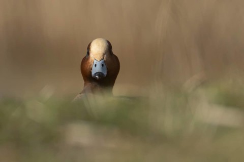Eurasian wigeon duck (Anas penelope) adult male bird in grassland, England, United Kingdom