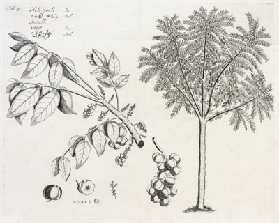 Neli Pouli, copperplate engraving by Hendrik Adriaan van Rheede tot Draakenstein, from the