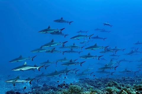 Shoal of Grey reef sharks (Carcharhinus amblyrhynchos) swimming in the South Pass, known as the
