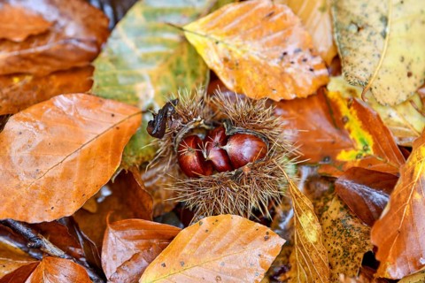 Chestnut (Castanea sativa) or sweet chestnut among autumn leaves in the forest, Sasbachwalden,