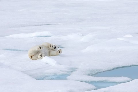 Polar Bear (Ursus maritimus) adult lying on its back on pack ice floe, Svalbard, Norway