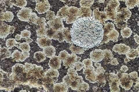 Lichens on an old sidewalk with stone plates, Helmarshausen Monastery, Hesse, Germany