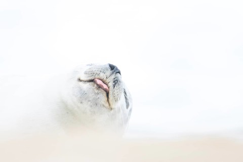 Common seal (Phoca vitulina) adult animal sleeping on a beach, Norfolk, England, United Kingdom