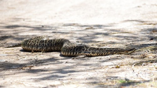 A crescent lance adder (Bothrops alternatus), called yarara in South America, a very venomous