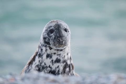 Grey seal (Halichoerus grypus) portrait, on the beach, Düne with the sea in the background,