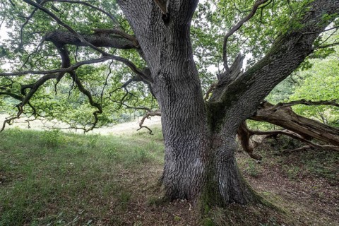 English oak (Quercus robur) in the Hutewald forest, Emsland, Lower Saxony, Germany