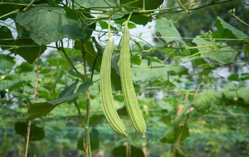 Two ridge Luffa acutangula hanging together on a vine laden with green foliage, Sreepur, Gazipur,