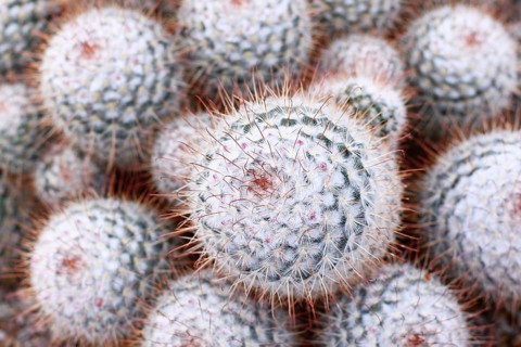 Close up of 'Mammillaria geminispina' cactus plant. Also callled twin spined cactus