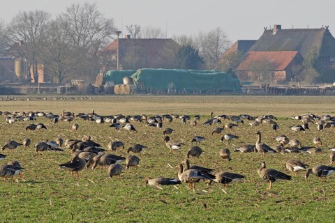 A large number of geese on a wide pasture near a village, Penkefitz, Elbe, Spring, Lower Saxony,