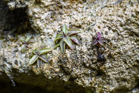 Alpine butterwort (Pinguicula alpina), a carnivorous plant, in the Weißbachschlucht, Chiemgau Alps,