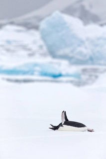Adelie Penguin (Pygoscelis adeliae), Antarctica