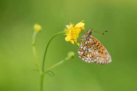Zilveren maan, Small Pearl-bordered Fritillary, Boloria selene