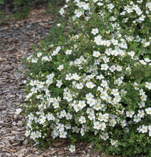 Foxglove (Potentilla fruticosa 'Abbotswood')