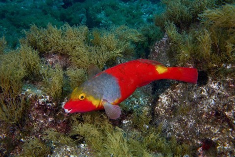 A brightly coloured Mediterranean parrotfish (Sparisoma cretense) swimming along a rock covered