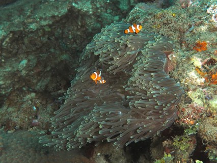 Two Ocellaris Clownfish (Amphiprion ocellaris) swimming in a Anthopleura xanthogrammica