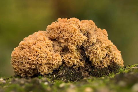 Grote sponszwam laagstandpunt, Cauliflower mushroom low point of view