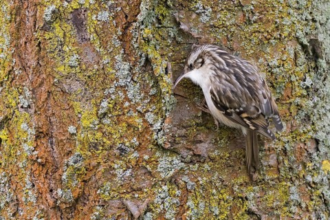 Garden treecreeper (Certhia brachydactyla) foraging on lichen-covered tree bark, Hesse, Germany