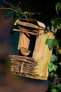 Robin (Erithacus rubecula), sitting on a rustic birdhouse surrounded by ivy, spring, Bavaria,