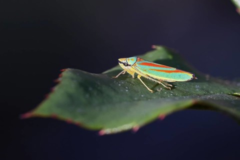 Rhododendron cicada (Graphocephala fennahi) sitting on a leaf of a rhododendron (Rhododendron),