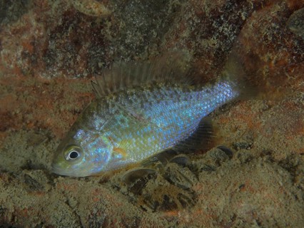 A fish with shiny scales, pumpkinseed sunfish (Lepomis gibbosus), rests on a rocky substrate in the