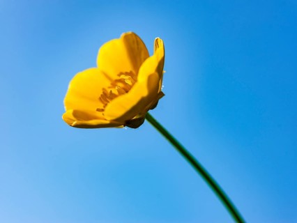 Ranunculus acris Bischofswiesen, Berchtesgadener Land, Upper Bavaria, Bavaria, Germany