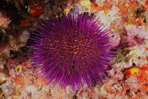 Live Sphaerechinus granularis (Sphaerechinus granularis) embedded in colourful red algae, dive site