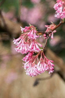 Winter scented snowball (Viburnum × bodnantense 'Charles Lamont')