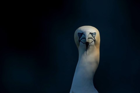 Northern gannet (Morus bassanus) adult sea bird head portrait, England, United Kingdom