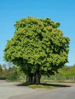 Flowering chestnut trees in Köpingebro, Ystad municipality, Skåne county, Sweden, Scandinavia